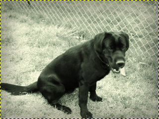 Final old style image of my dog Casey